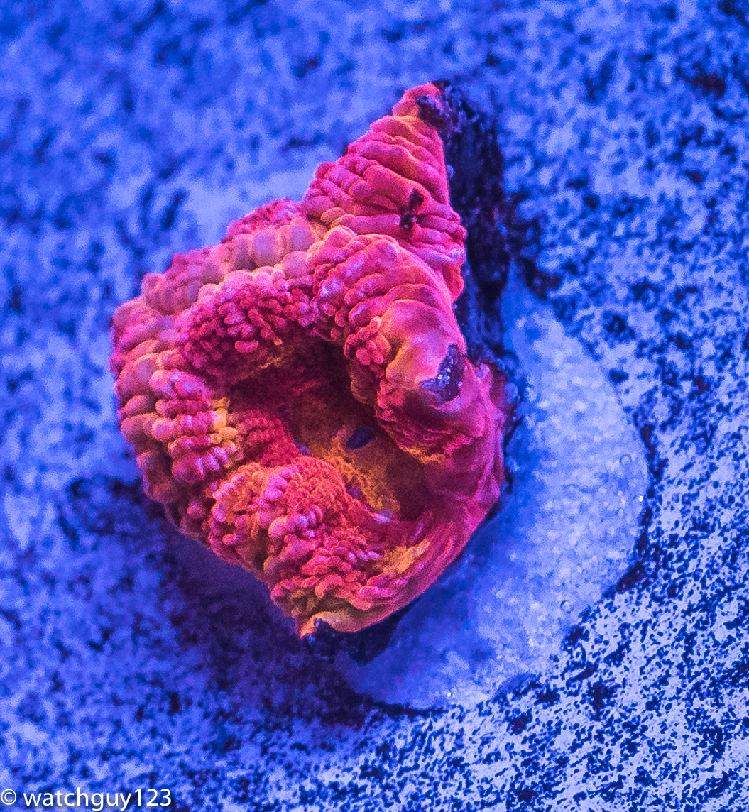 coral-116.jpg