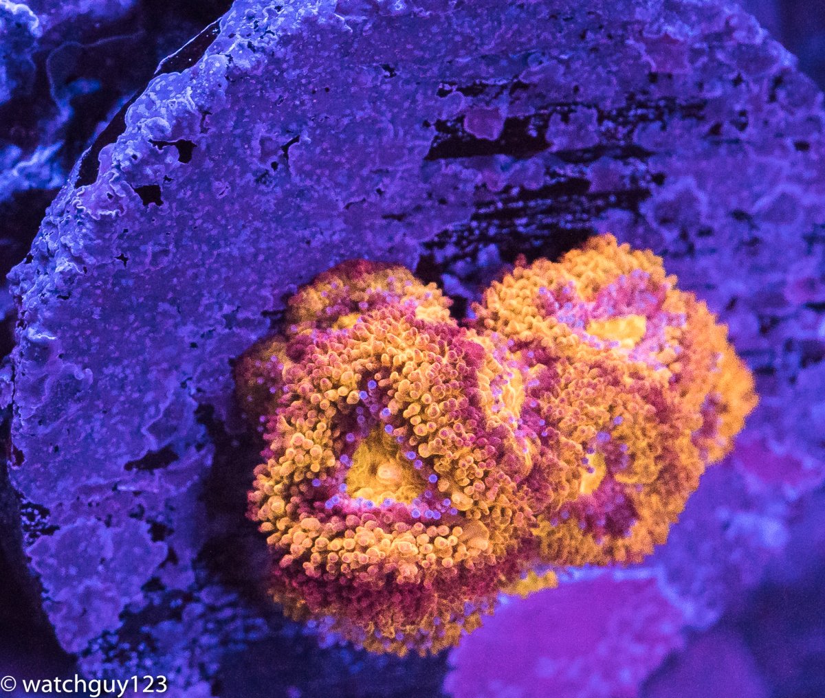 coral-117.jpg
