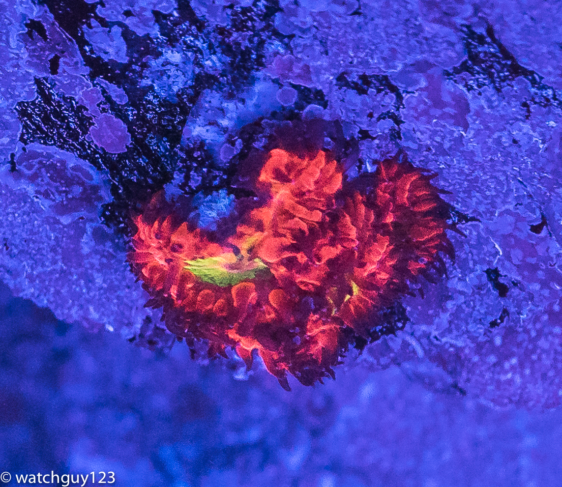 coral-118.jpg