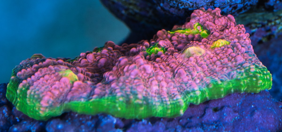 coral-12-3.jpg