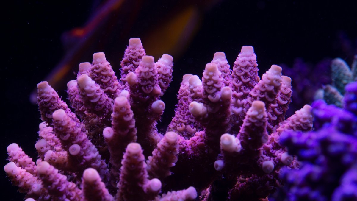 coral 12.jpeg
