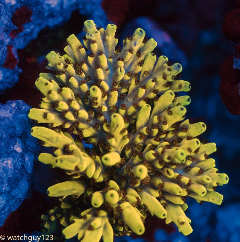 coral-12.jpg