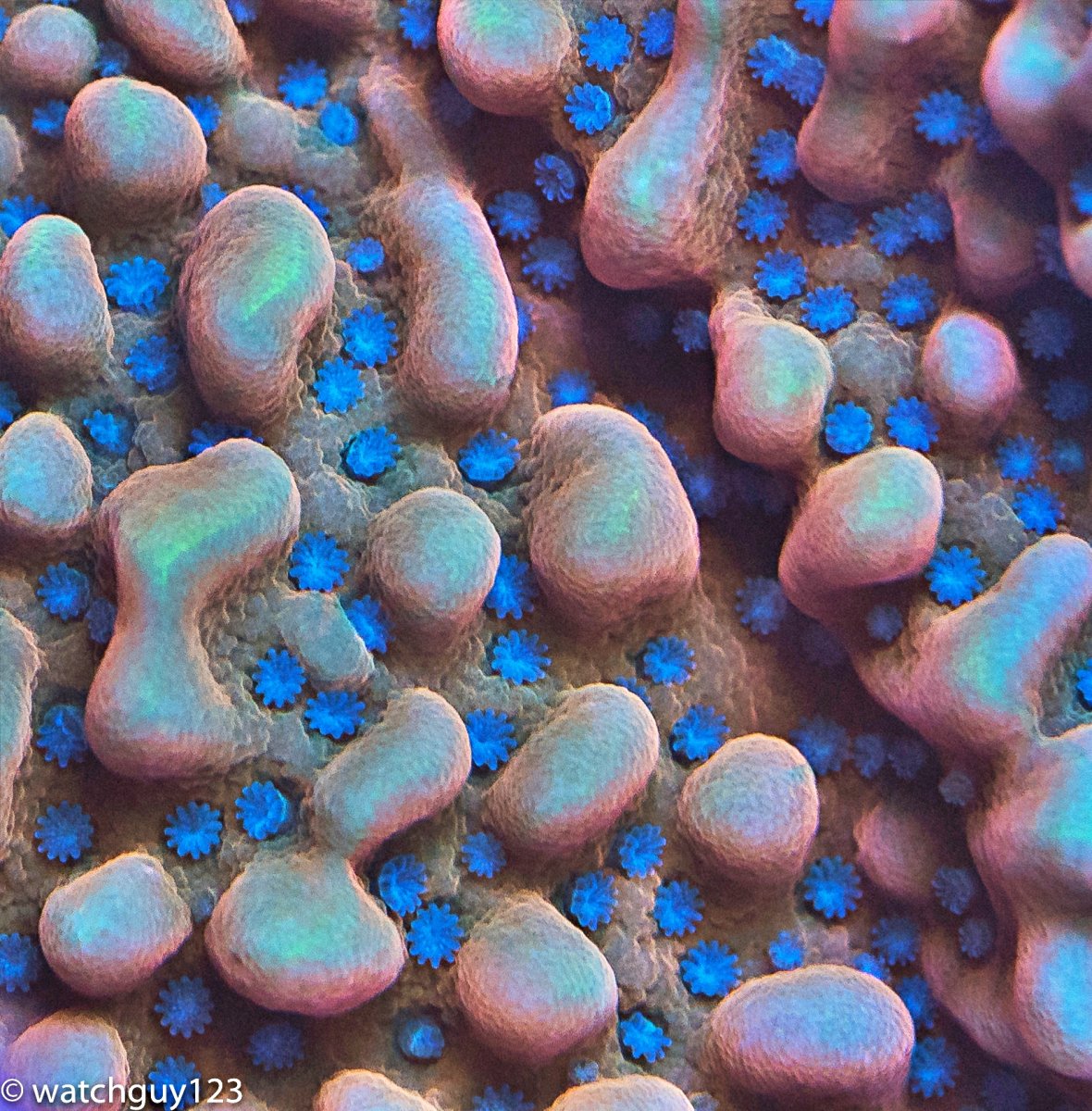 coral-12.jpg
