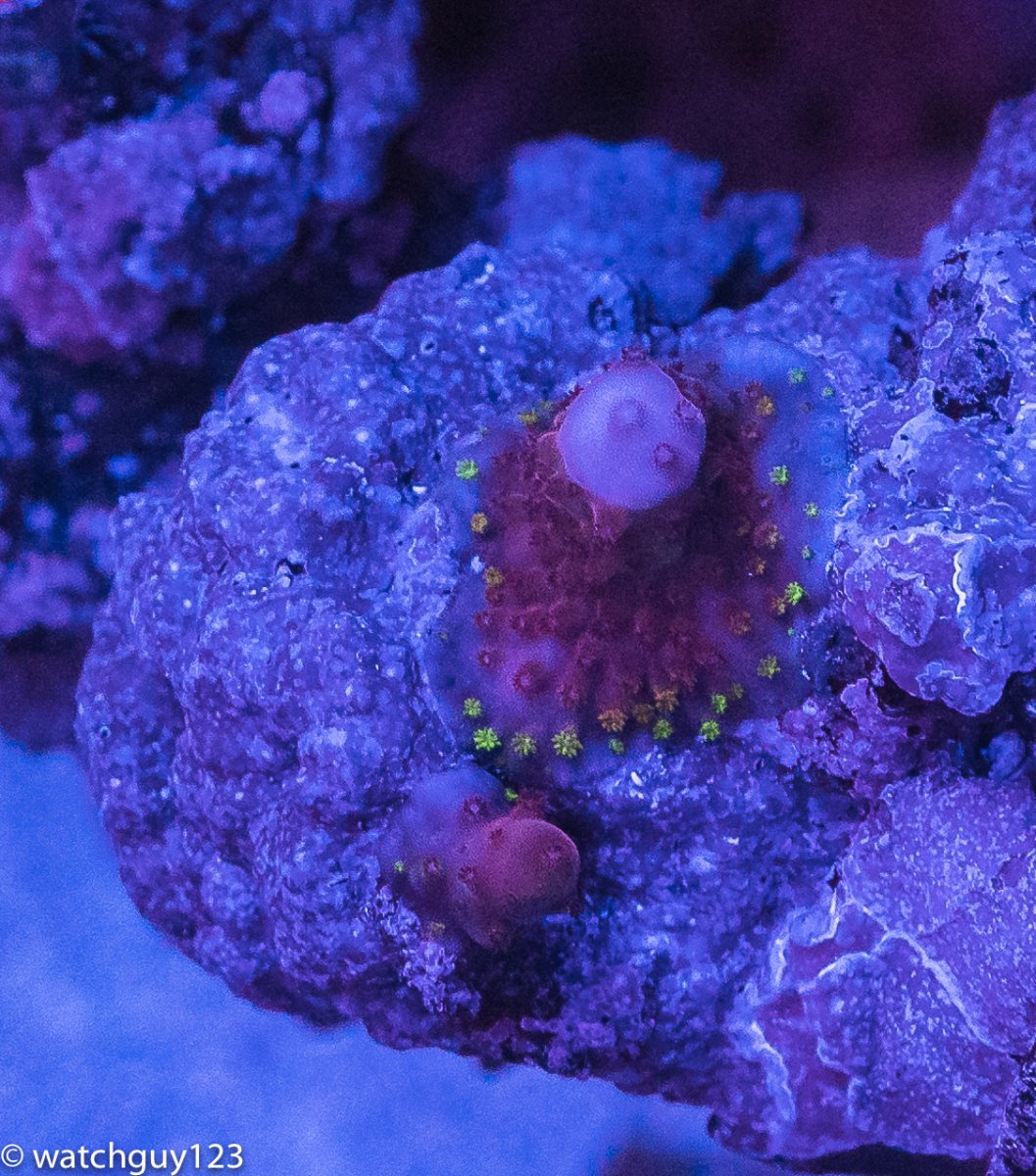 coral-121.jpg
