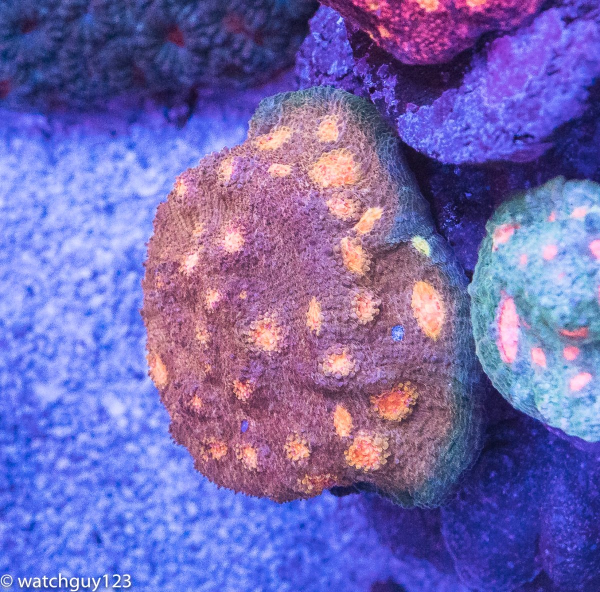 coral-126.jpg