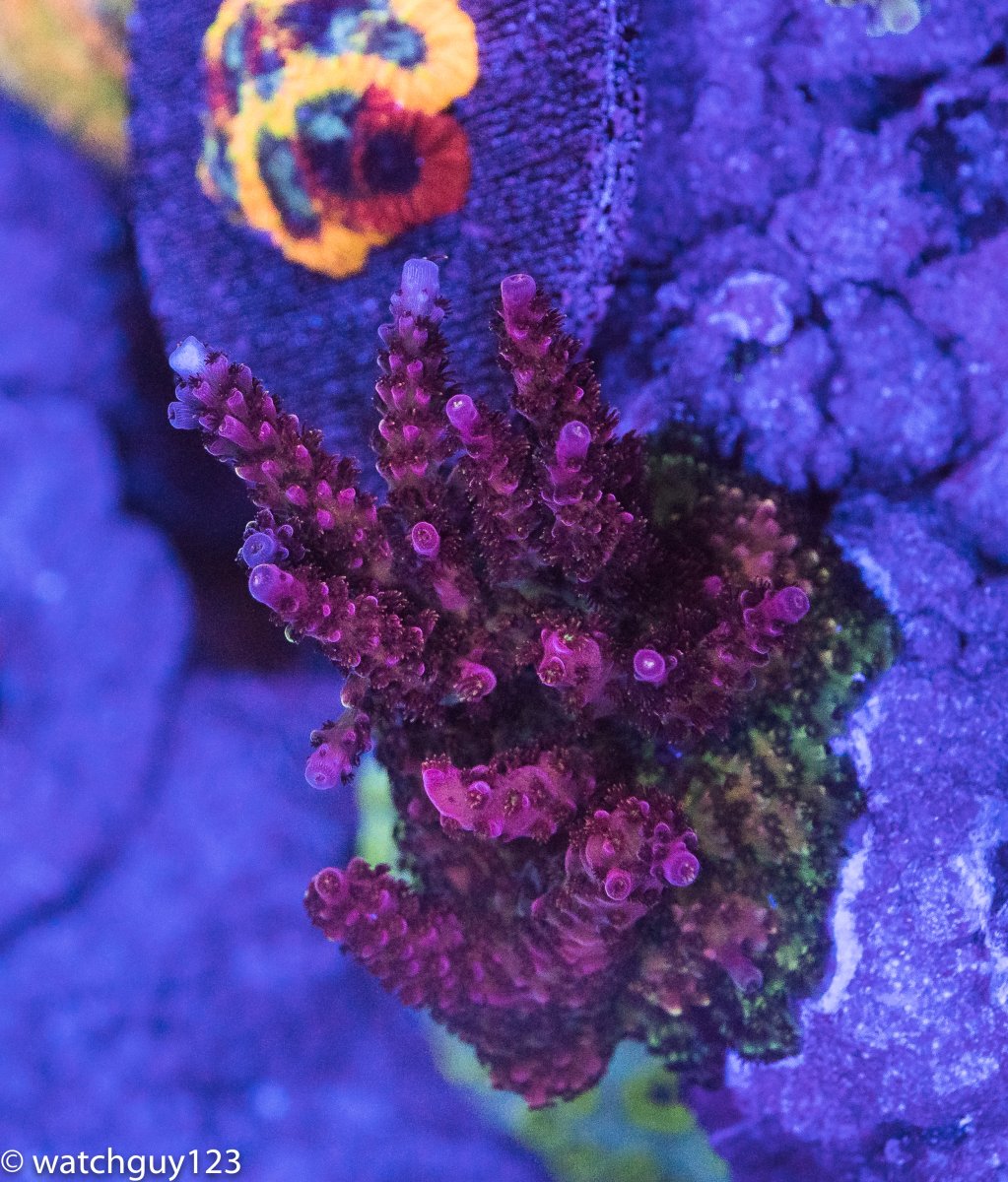 coral-127.jpg