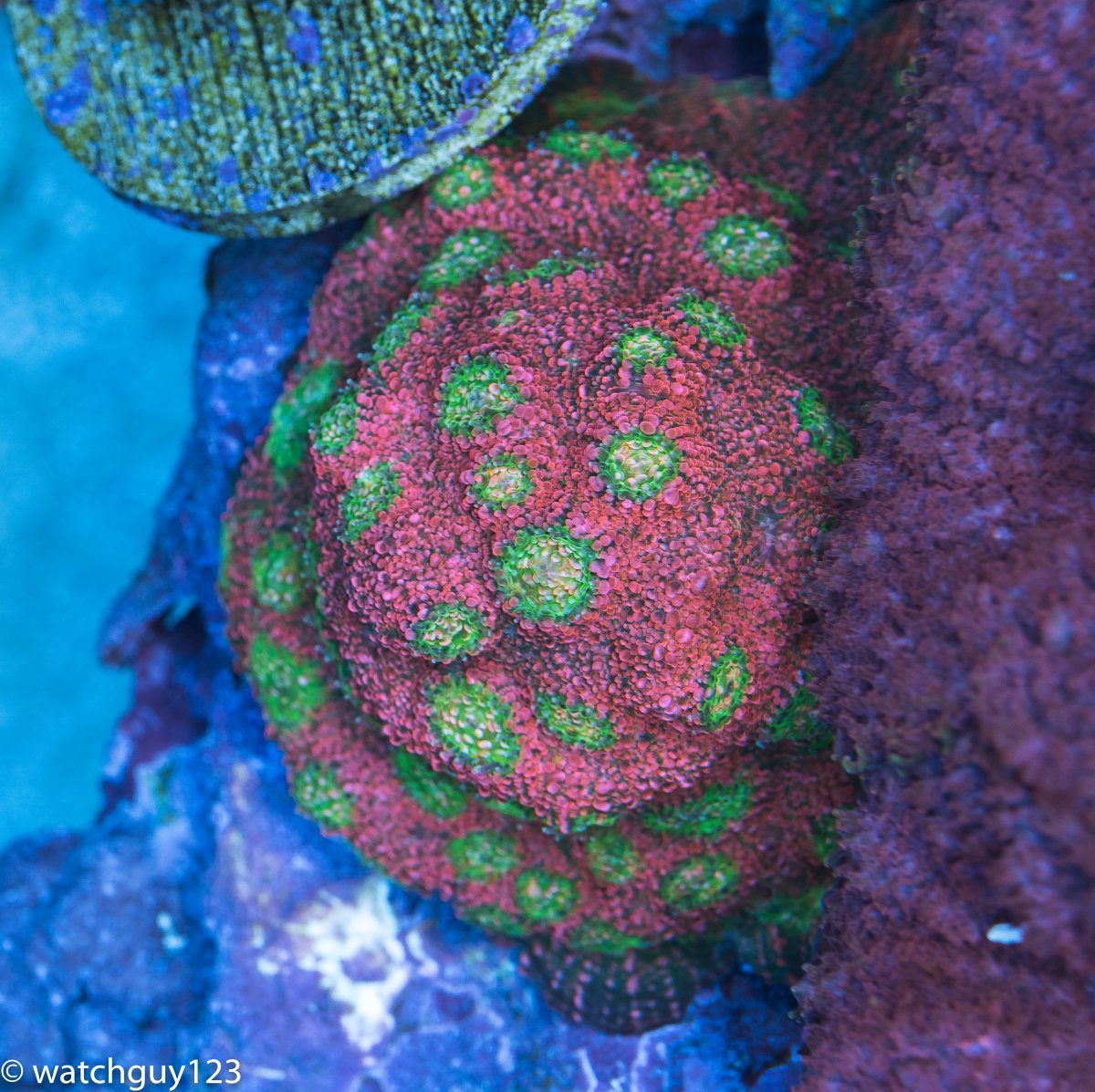 coral-13-2.jpg