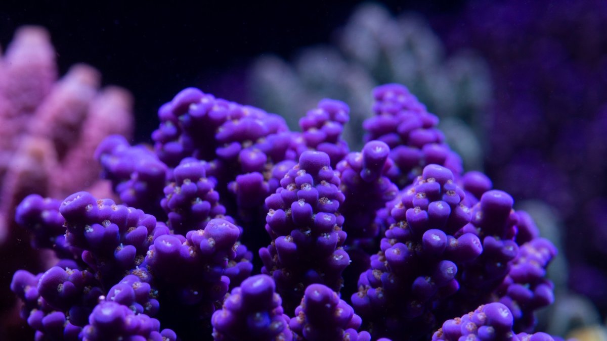 coral 13.jpeg
