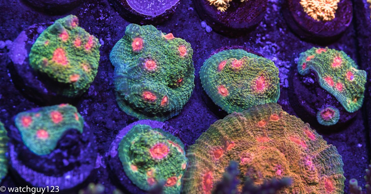 coral-13.jpg