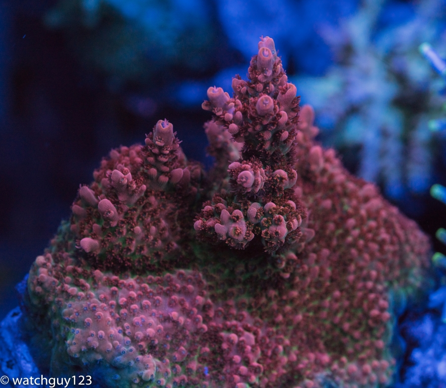 coral-13.jpg
