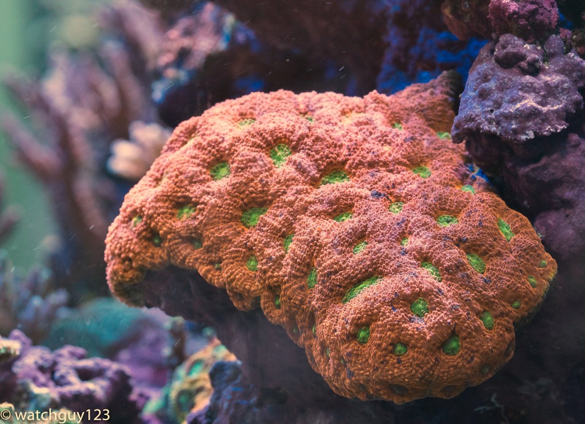 coral-135-2.jpg