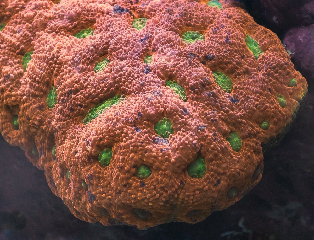 coral-135-3.jpg