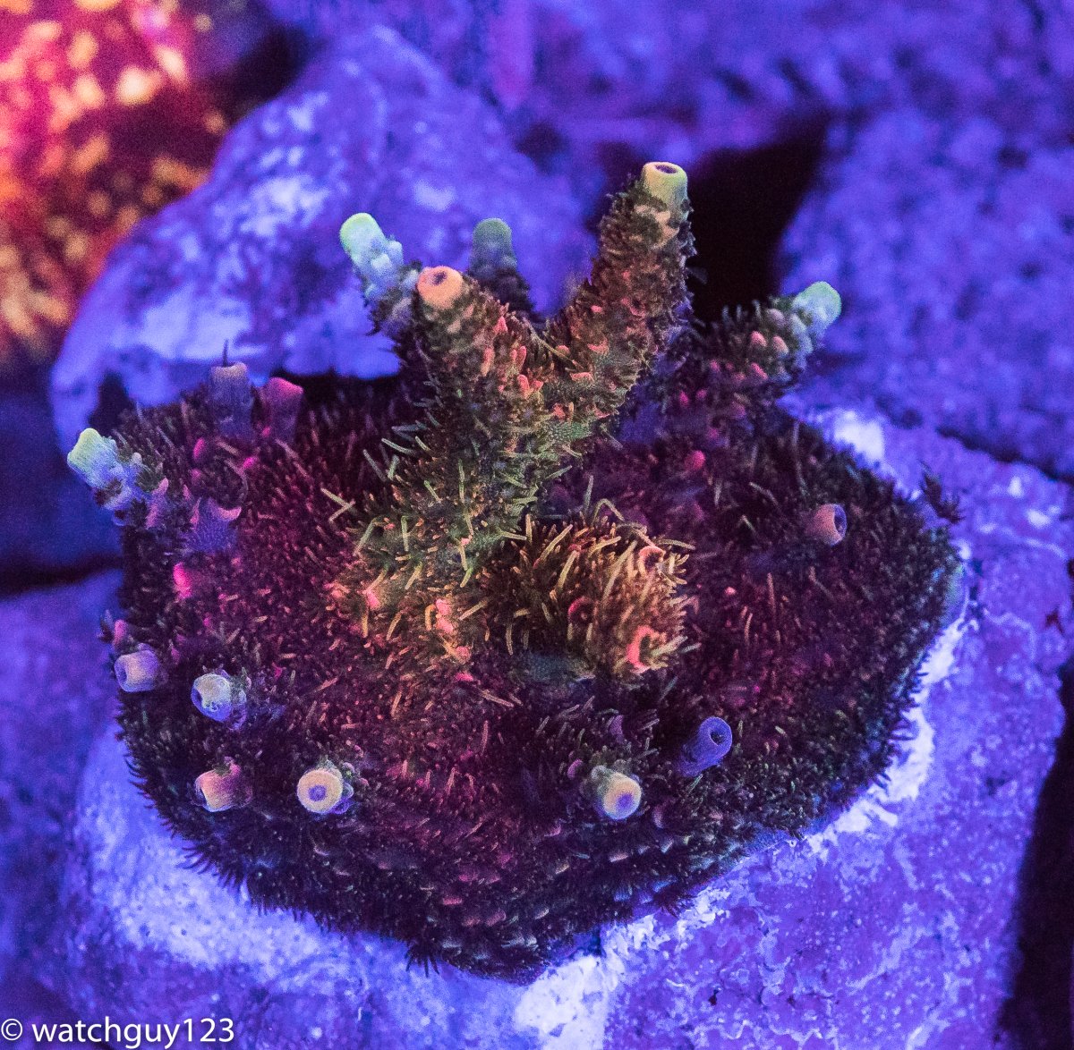 coral-139.jpg
