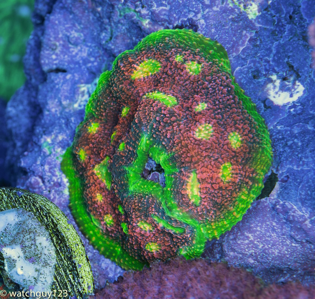 coral-14-2.jpg