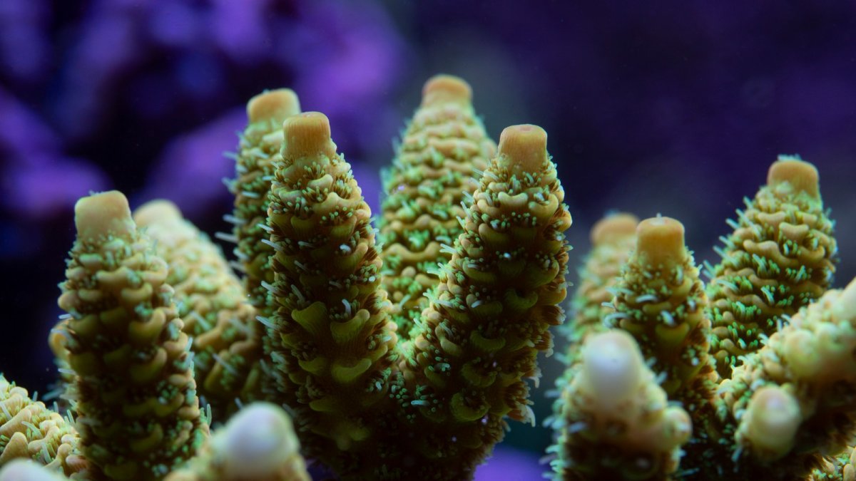 coral 14.jpeg