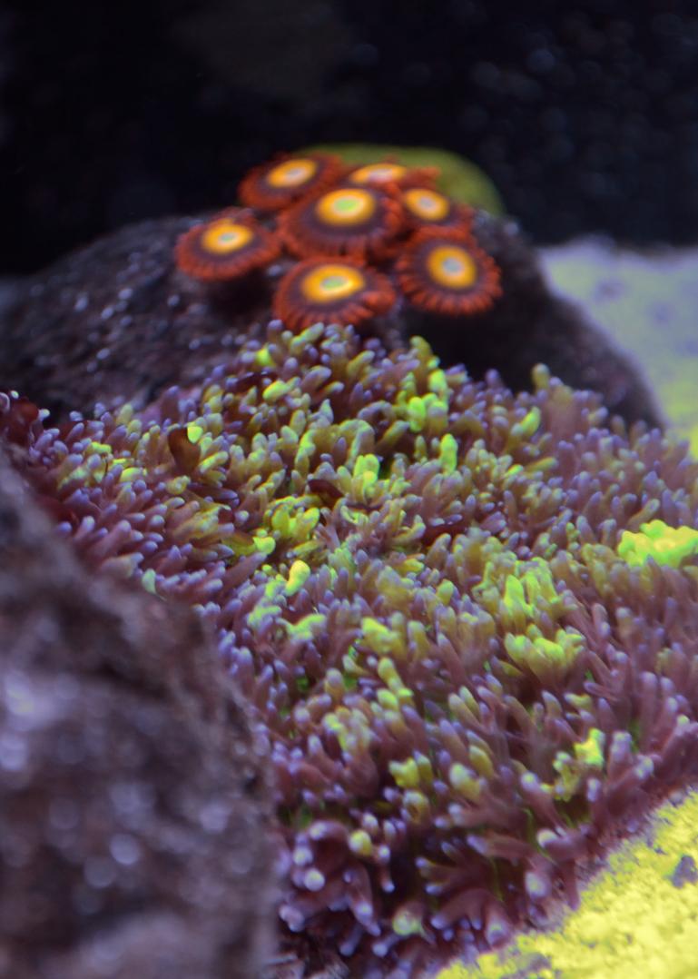 coral-14.jpg
