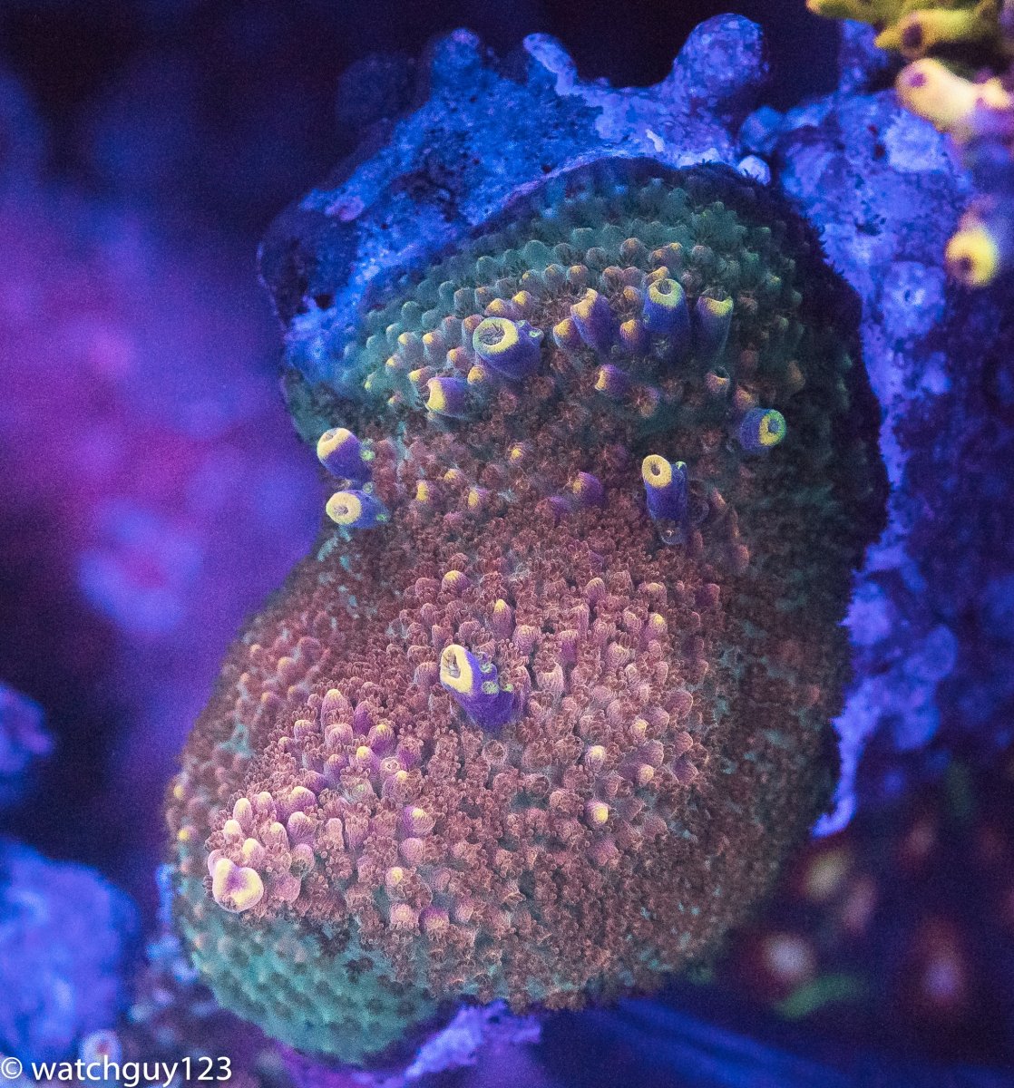 coral-14.jpg