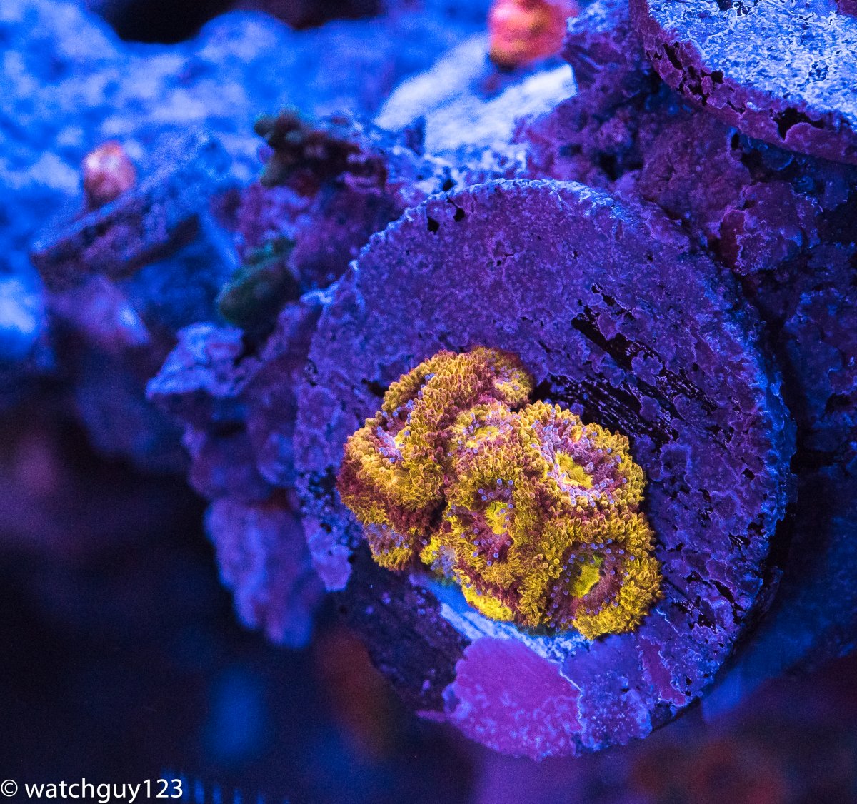 coral-141.jpg