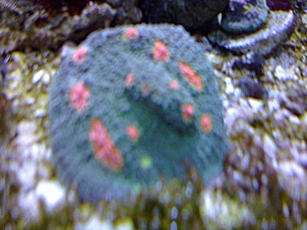 coral 141.jpg
