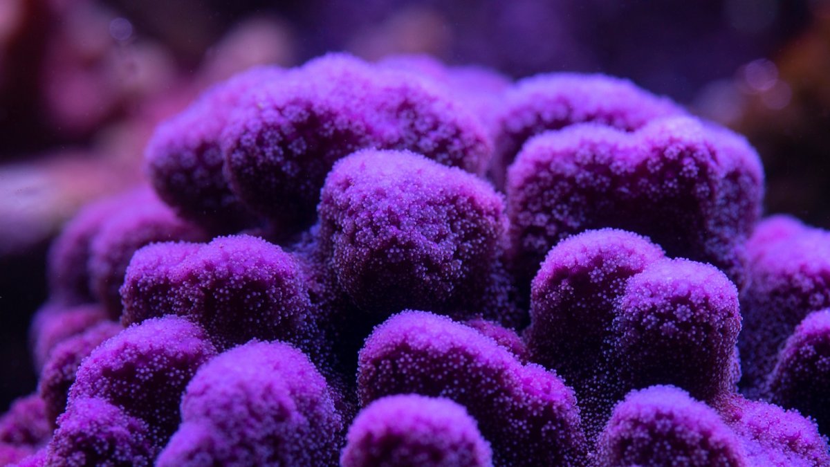 coral 15.jpeg