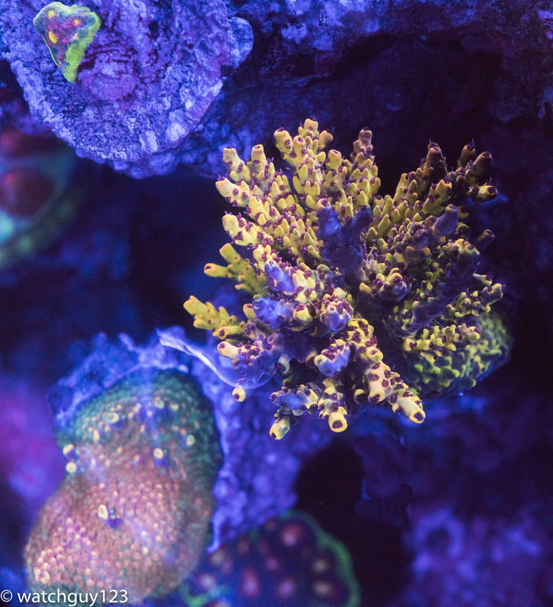 coral-15.jpg
