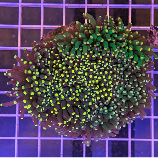coral (15).jpg