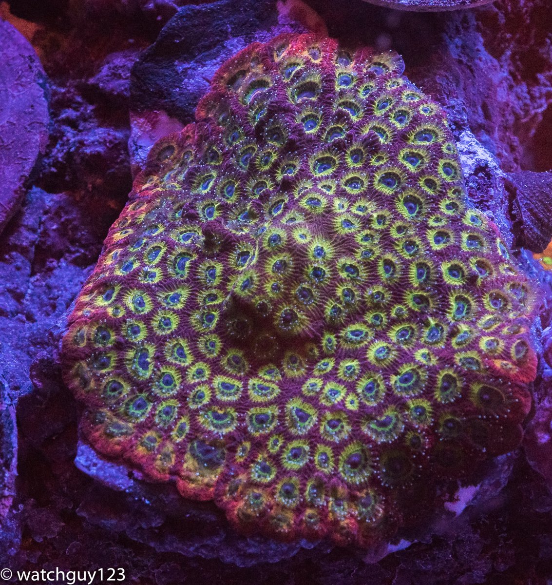 coral-150.jpg