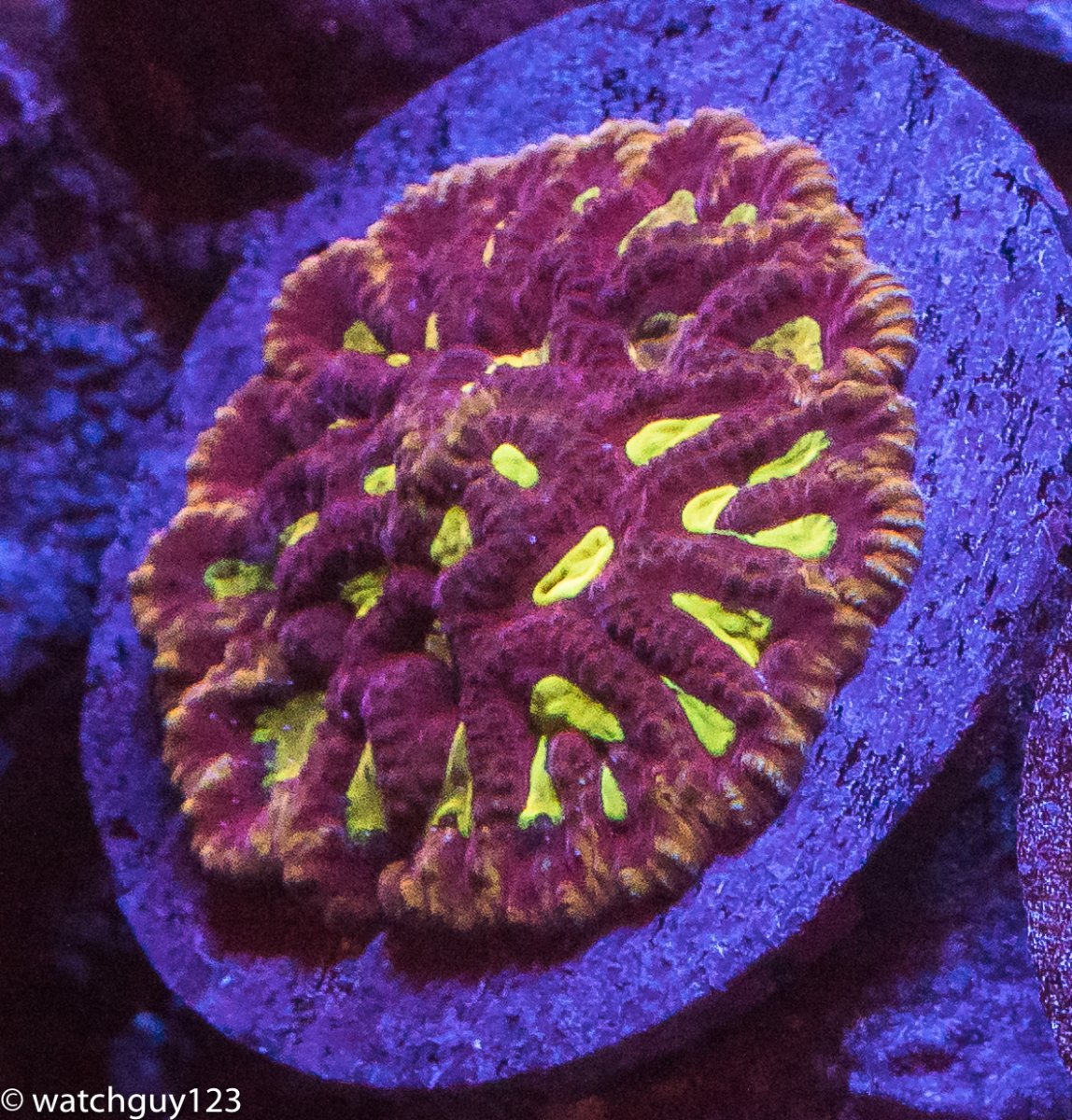 coral-151.jpg