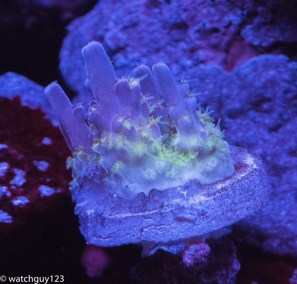 coral-152.jpg