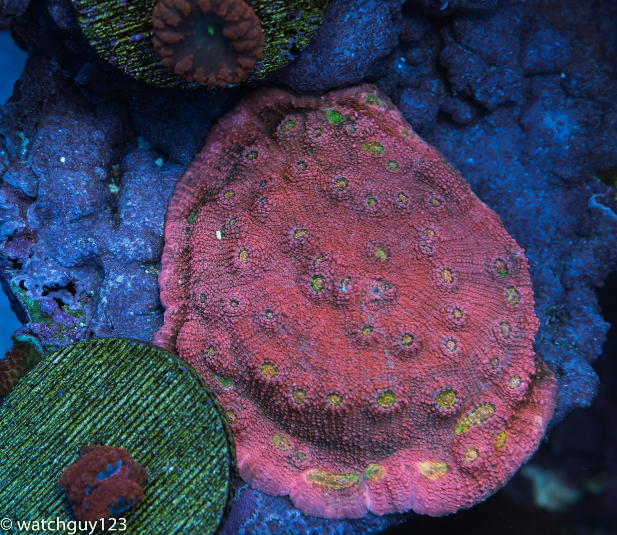 coral-16-2.jpg