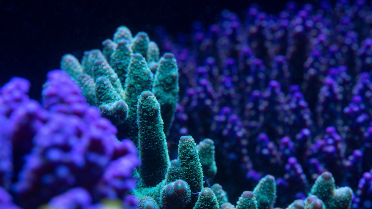 coral 16.jpeg