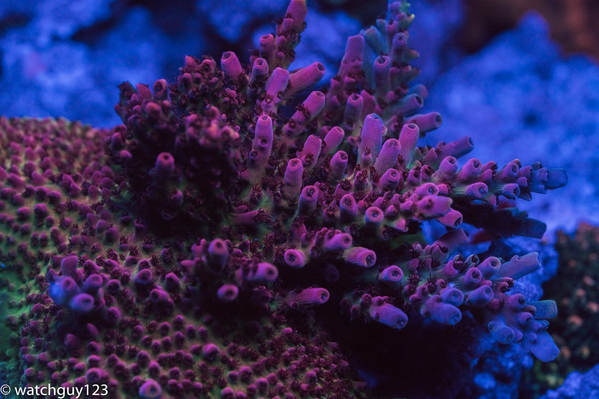 coral-16.jpg