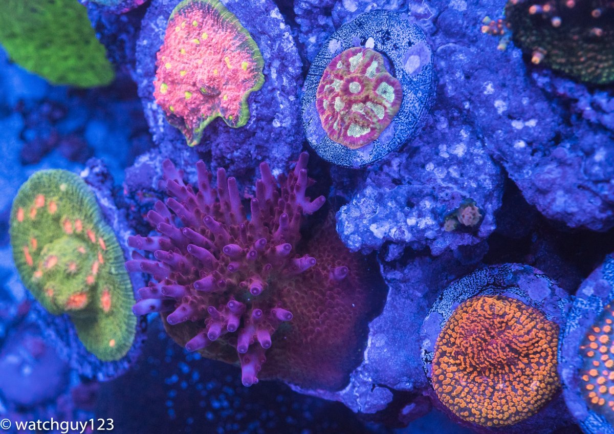 coral-16.jpg