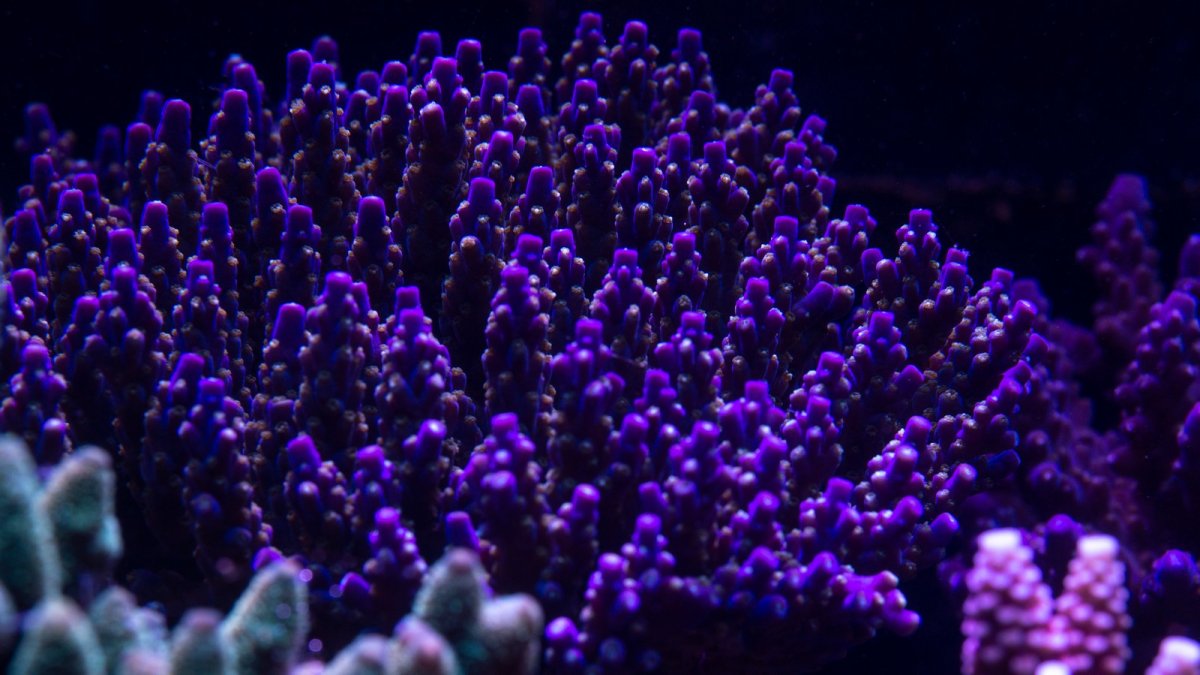 coral 17.jpeg