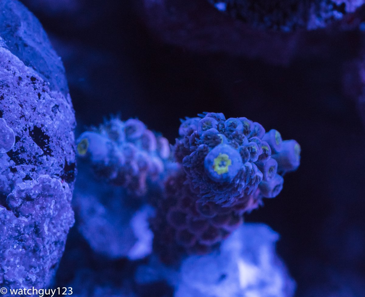 coral-17.jpg