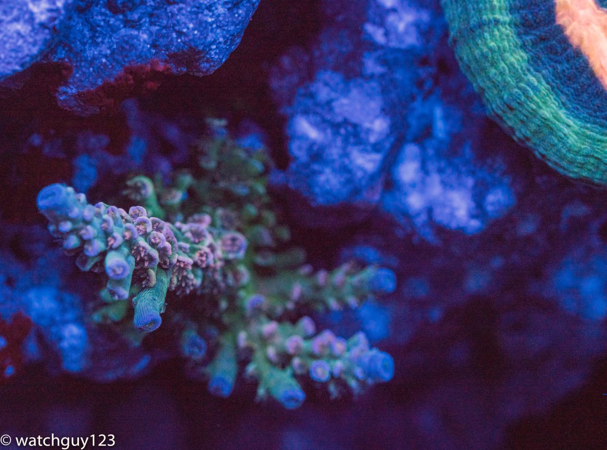 coral-17.jpg