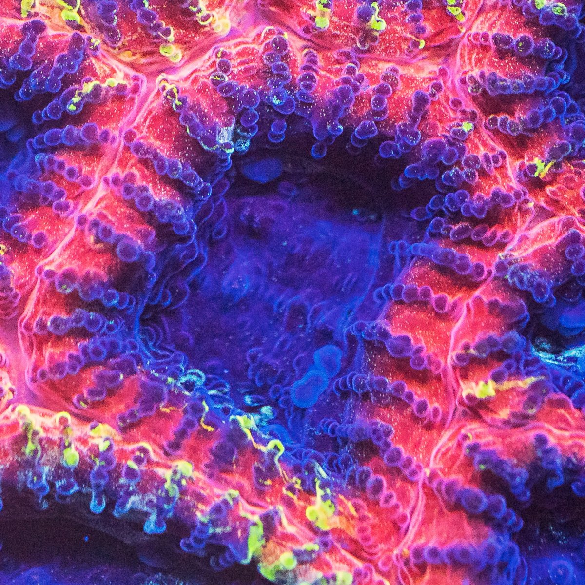coral-18-1.jpg