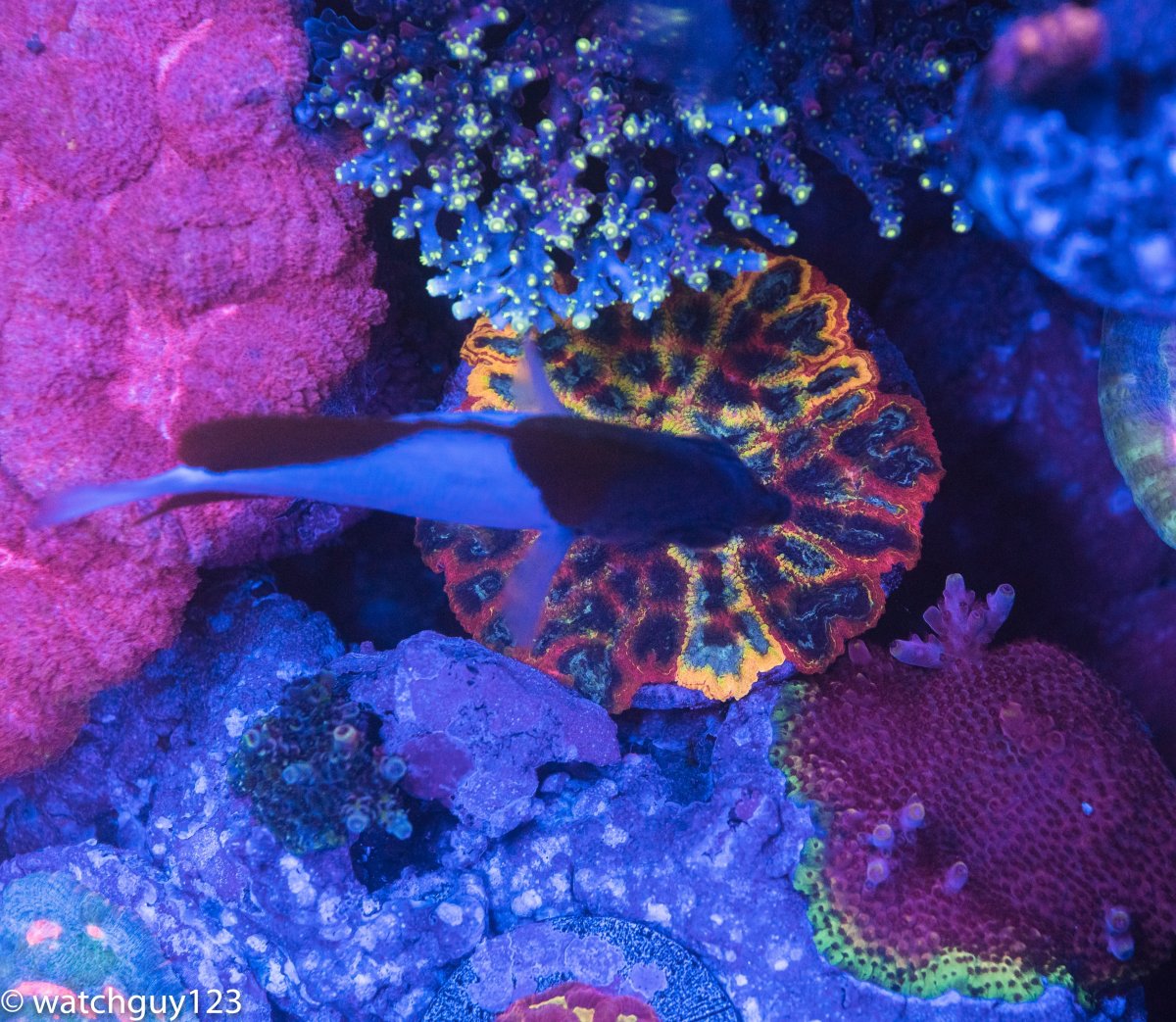 coral-18.jpg