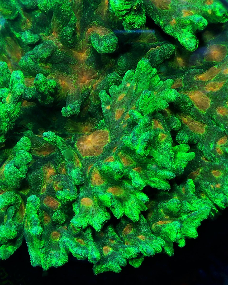 Coral 18 - pectenia.jpeg