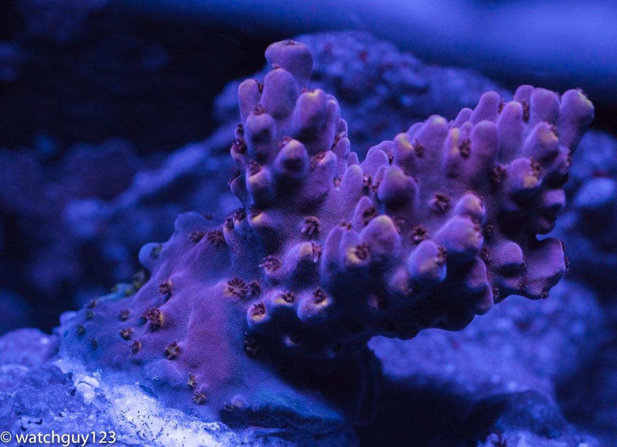coral-19.jpg