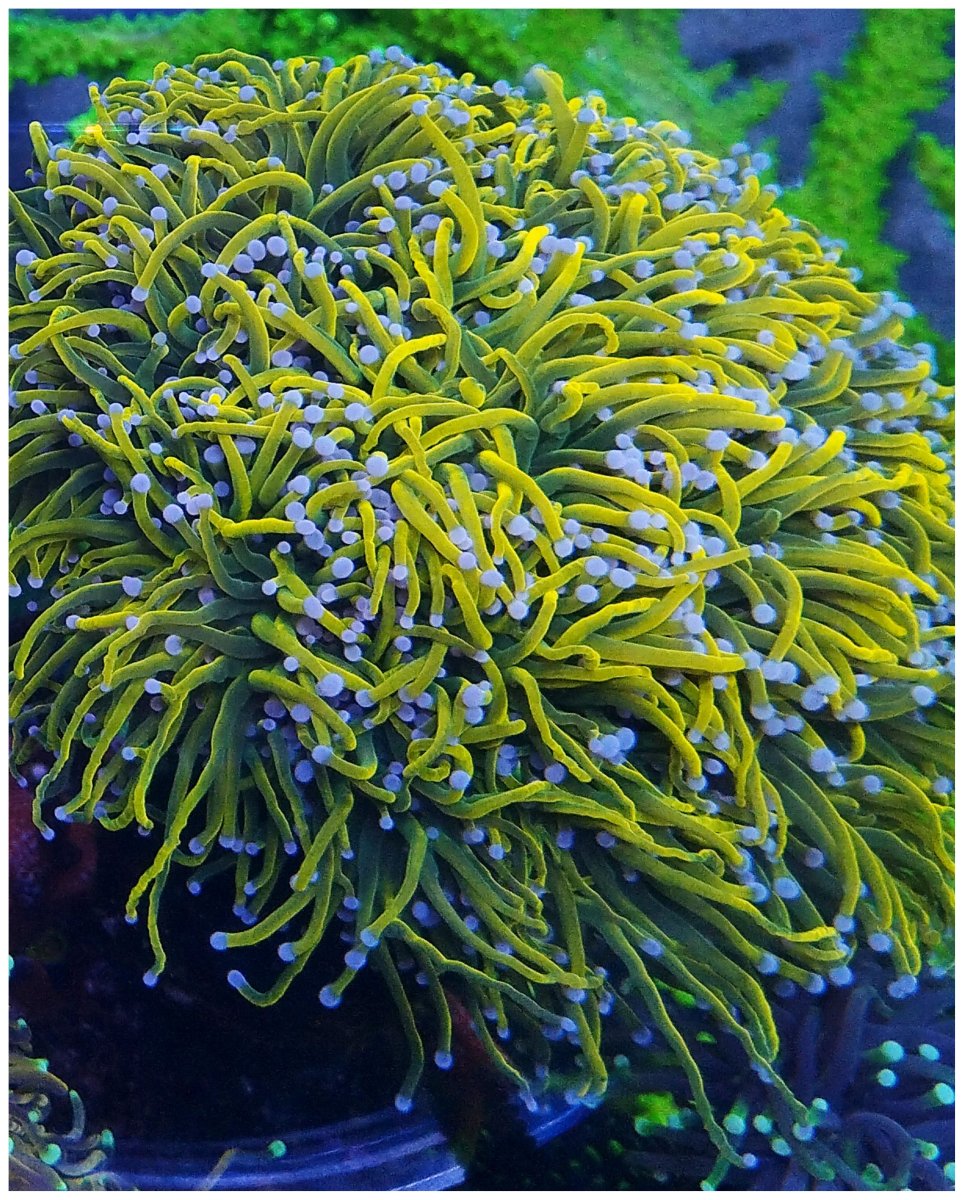 Reef Spotlight - REEF OF THE MONTH - July 2023: Alex Costa's