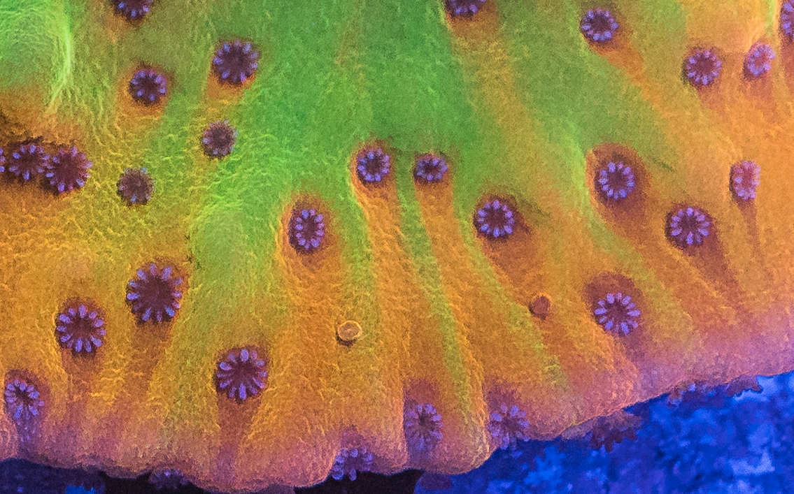 coral-2-1.jpg