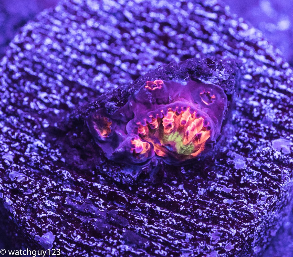 coral-2-2.jpg