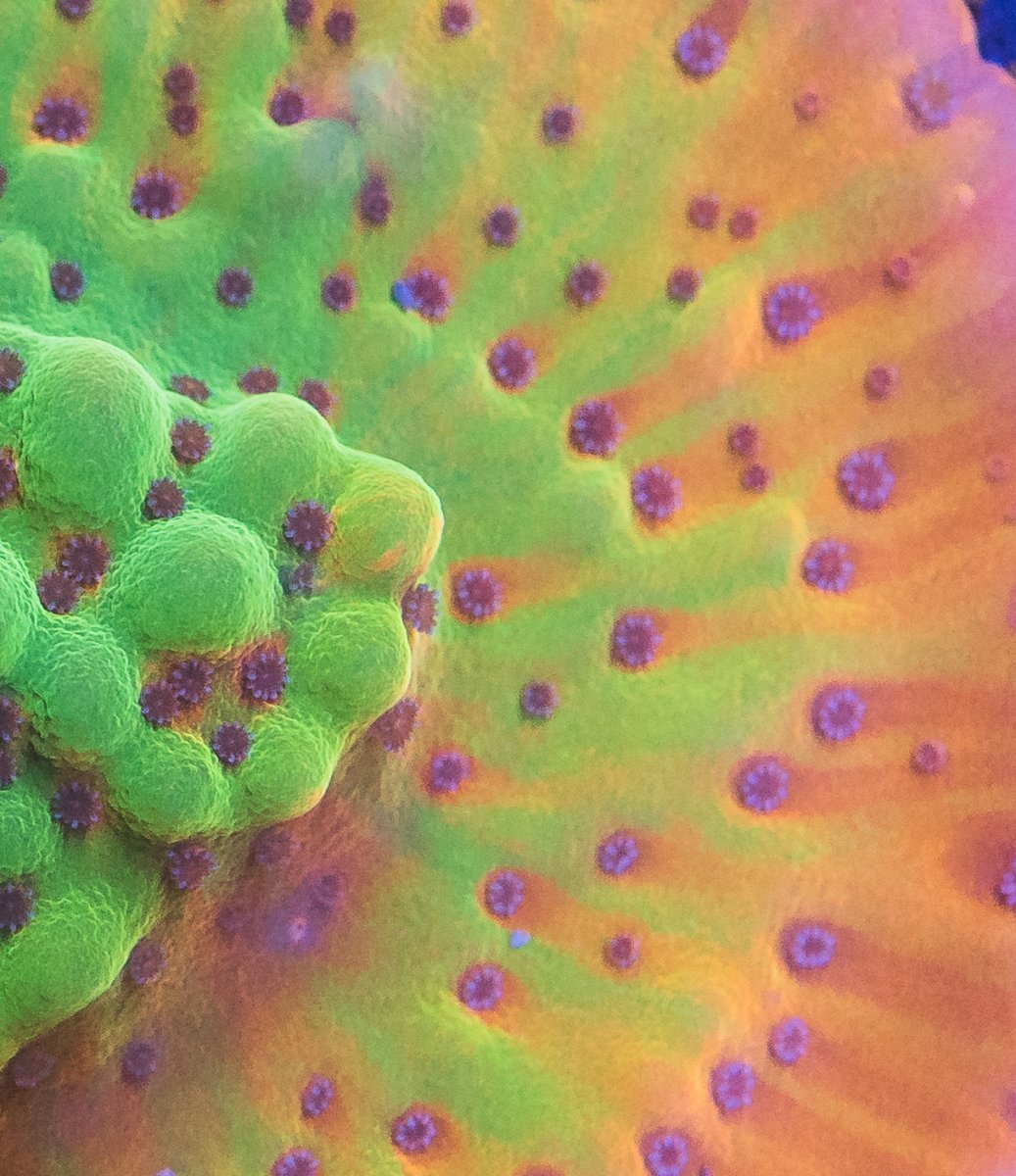 coral-2-2.jpg