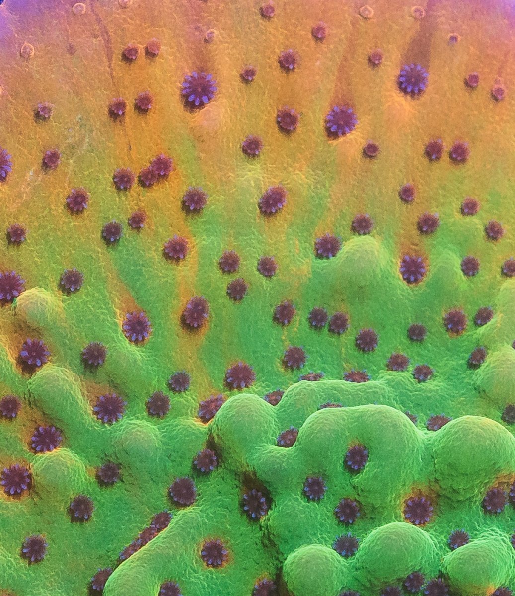 coral-2-3.jpg