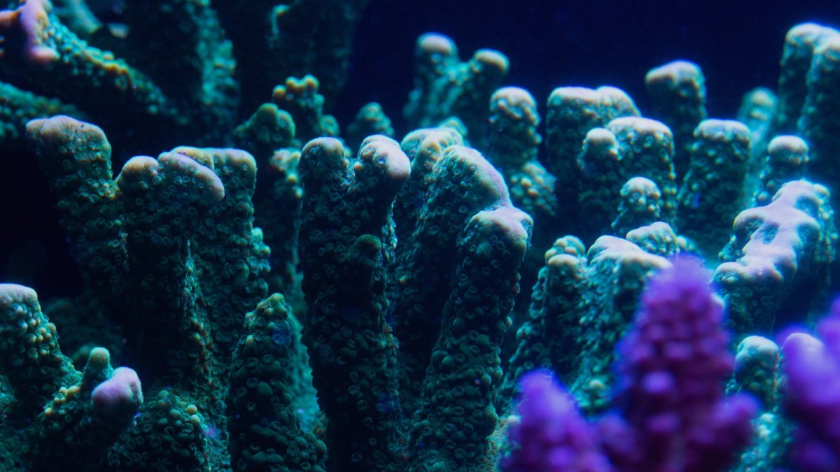 coral 2.jpeg