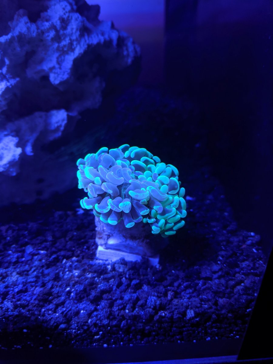 coral (2).jpg