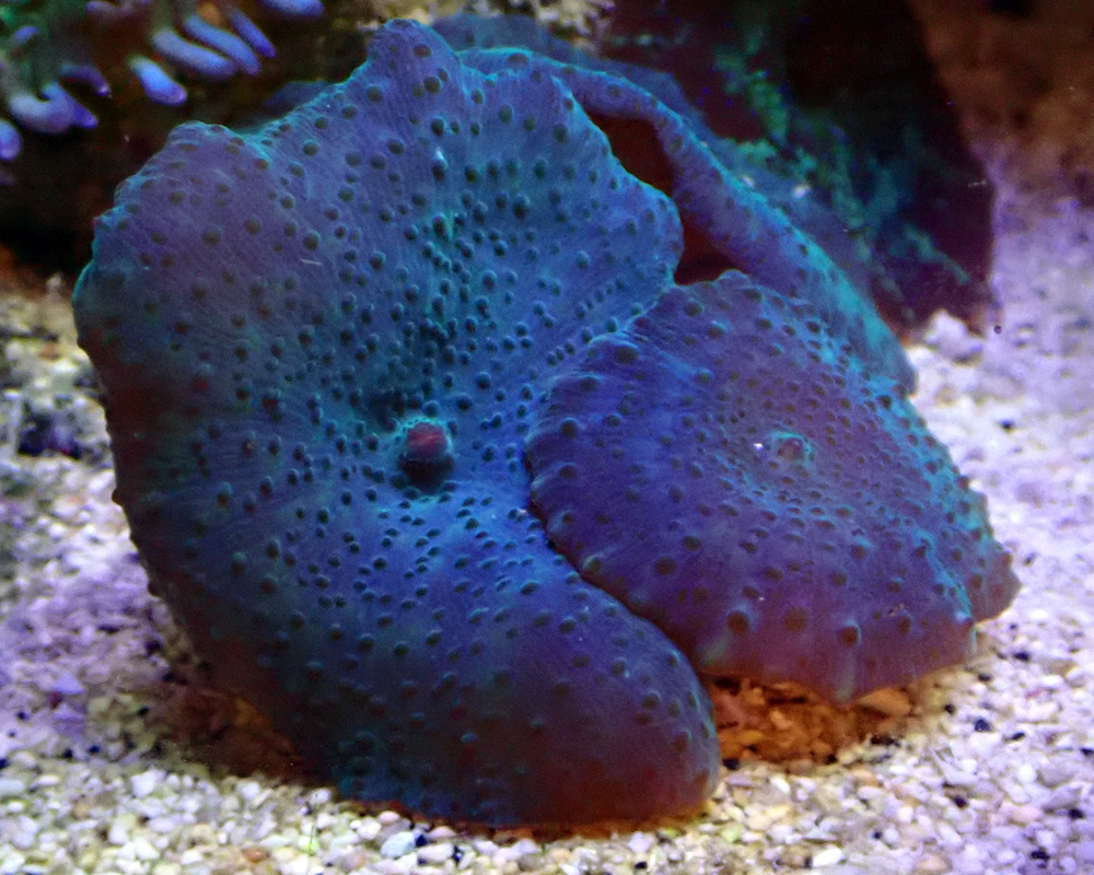 coral-2.jpg