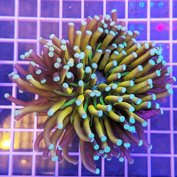 coral (2).jpg