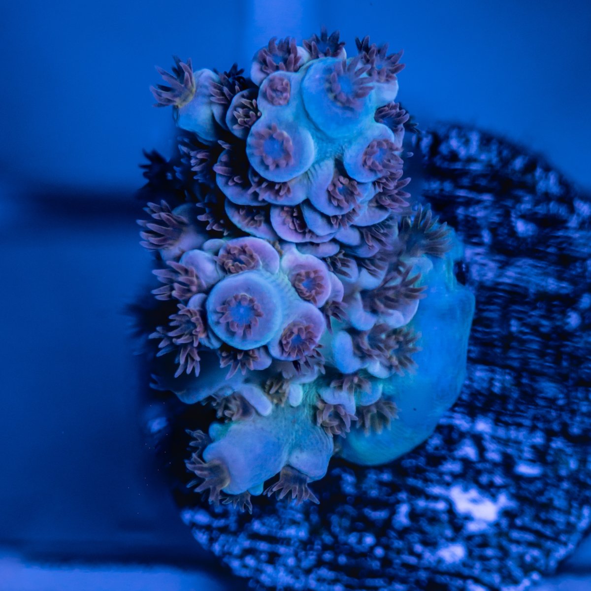 Coral-2.jpg